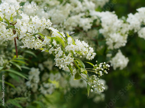 Floraison blanc pur du deutzia grêle (Deutzia gracilis)