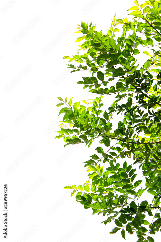 green leaves on white background. green leaves on white background.