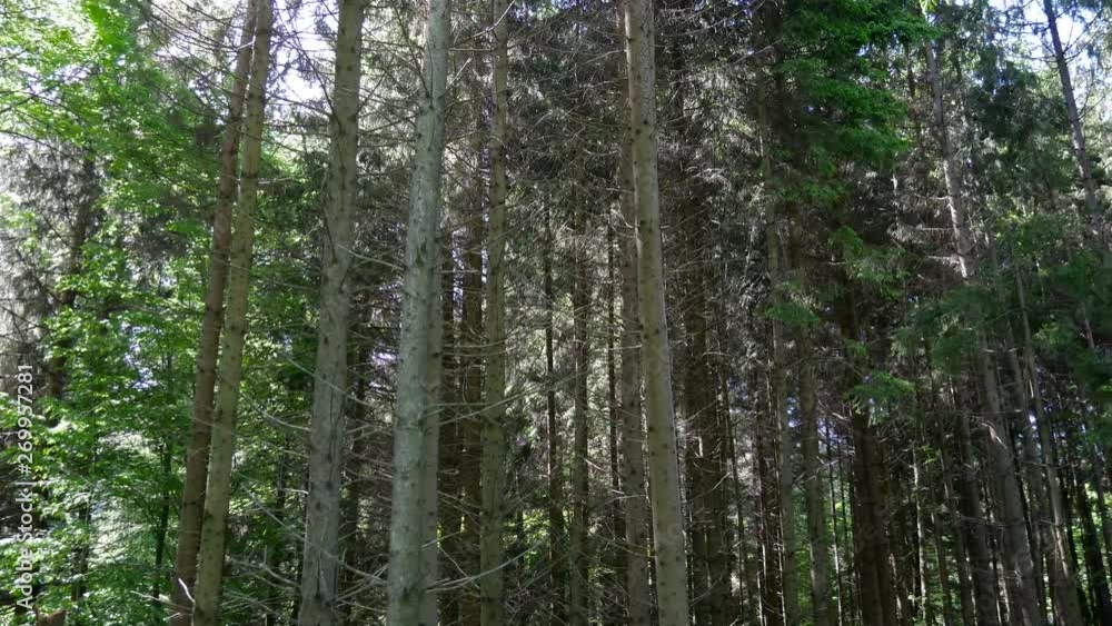 Pine forest pan shot in bright sunshine, camera movement from left to right. Pine forest pan shot in bright sunshine, camera movement from left to right.