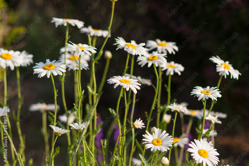 Spring outdoor, blooming dahlia in the sunset, backlit close-up, white petals, yellow buds of wild chrysanthemums