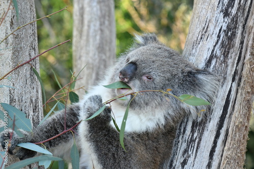Photography Koala eating eucalyptus leaves