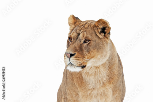 lion with a predatory look