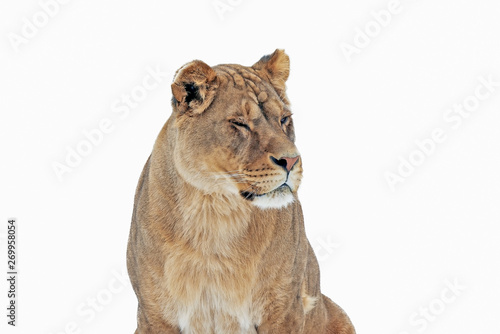 lion with a predatory look