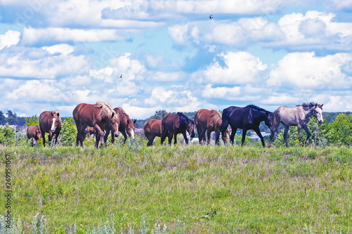 horses graze on a meadow on the background blue sky with snow-white clouds
