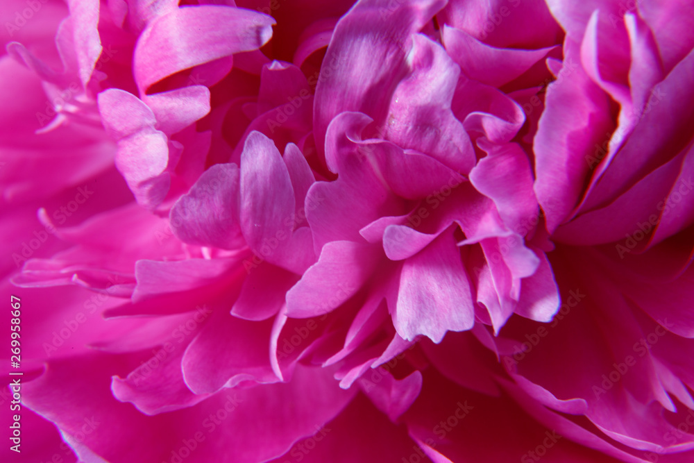 Texture of the bud of a beautiful pink peony flower close-up.