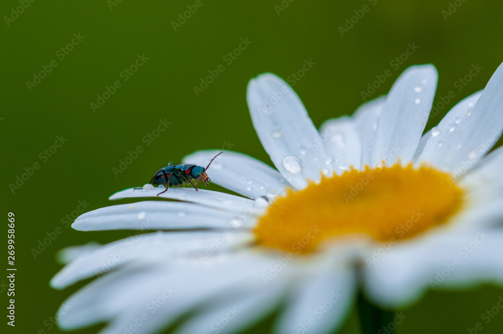 Fototapeta premium large blurred white Leucanthemum maximum blossom . in the spring