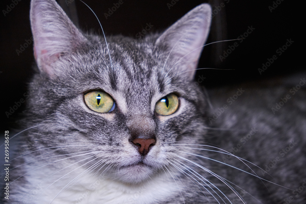 Pet looks close-up. Big green cat eyes. Face gray striped cat with big ears. Kitty portrait