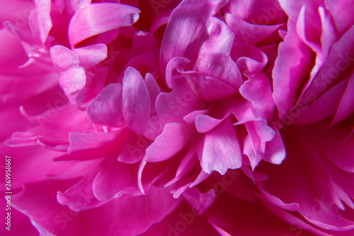 Fototapeta Naklejka Na Ścianę i Meble -  Texture of the bud of a beautiful pink peony flower close-up.