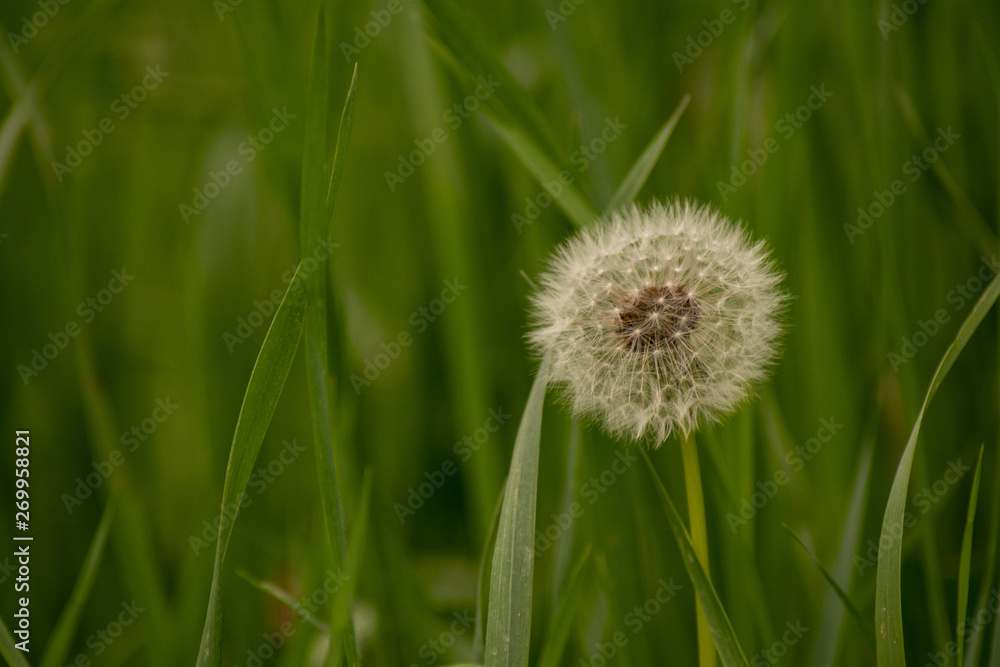 dandelion in grass dandelion in grass