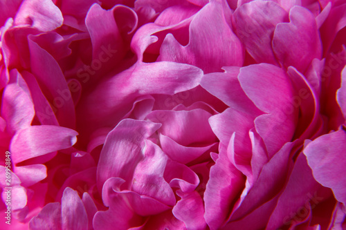 Texture of the bud of a beautiful pink peony flower close-up. © Andrii