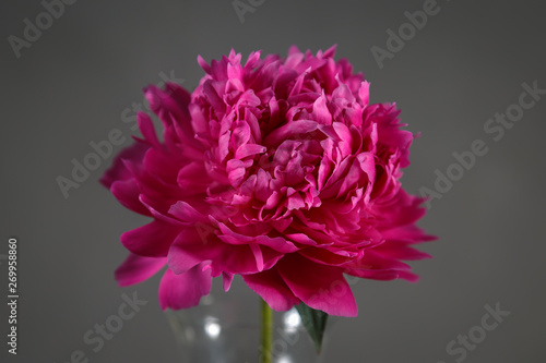 Fototapeta Naklejka Na Ścianę i Meble -  Beautiful peony flower in a vase on a dark background.