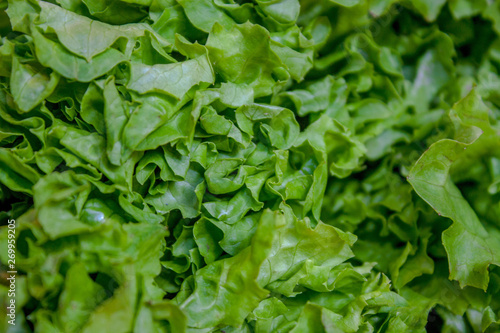 Background from leaves of green lettuce closeup.