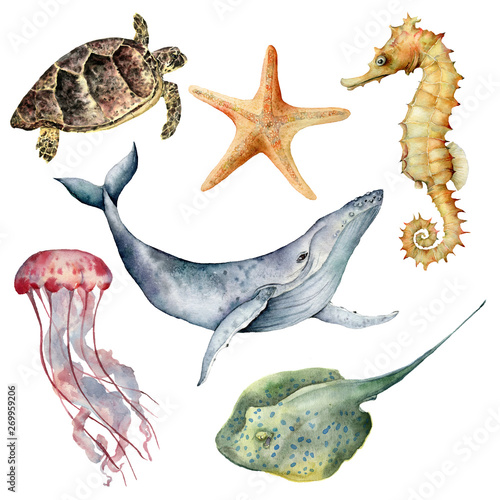 Photography Watercolor underwater animals set