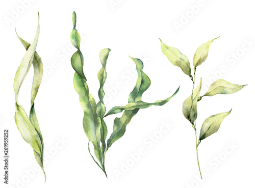 Obraz na plátně Watercolor laminaria set