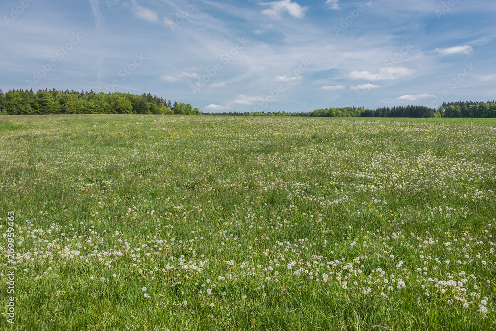 Green field with yellow flowers and blue sky. Panoramic view to grass on the hill on sunny spring day