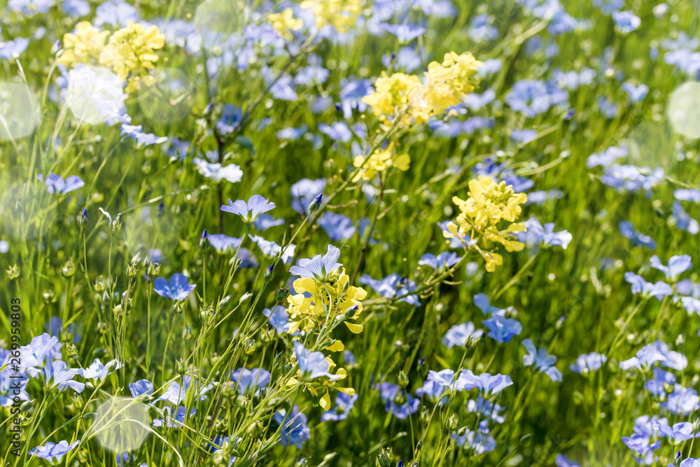 champ de lin en fleur au printemps champ de lin en fleur au printemps