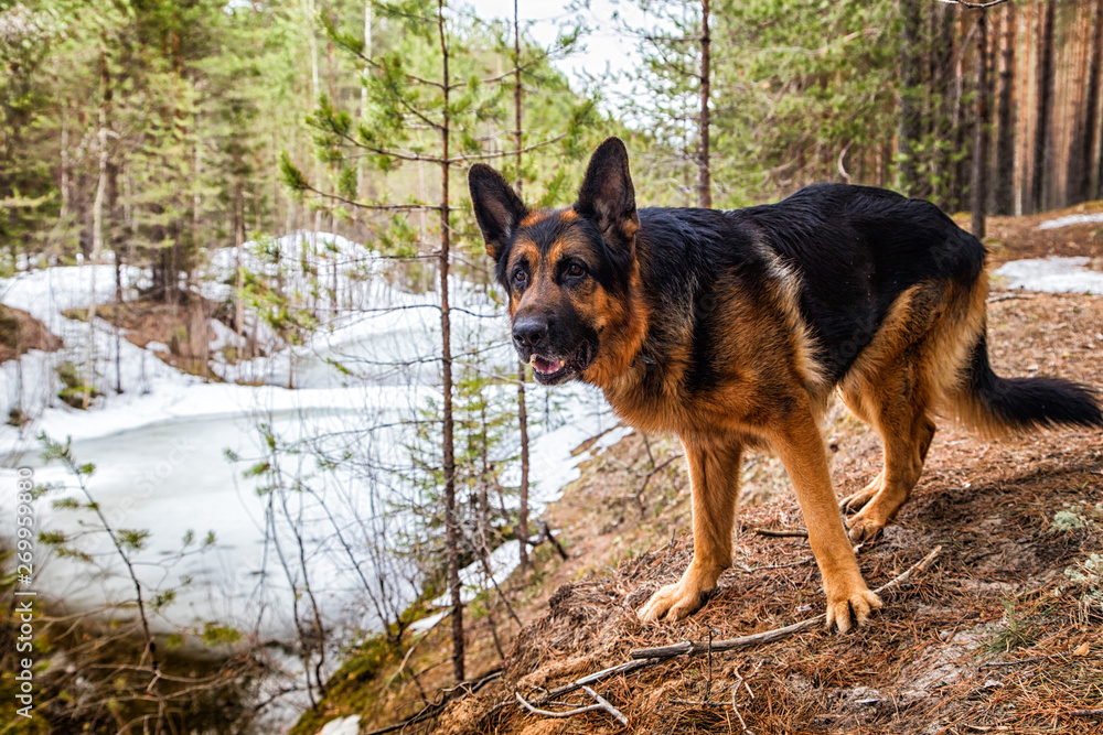 Dog German Shepherd in the forest in an early spring Dog German Shepherd in the forest in an early spring
