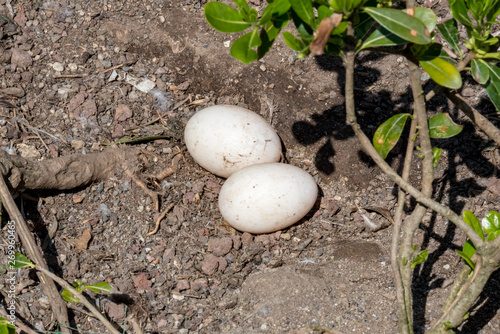 Duck nest with eggs on soil
