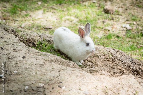 Portrait of white small fluffy rabbit