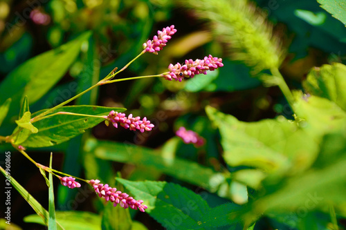 Photos タデの花が咲く