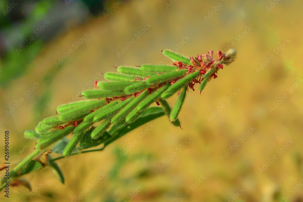Grass seed in pod Grass seed in pod