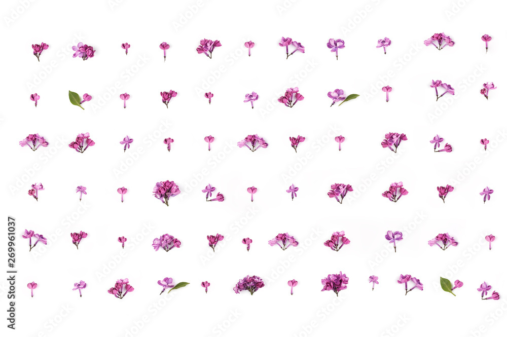 White background with purple lilac flowers. White background with purple lilac flowers.