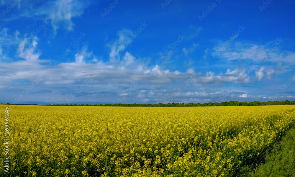 Rapeseed bloom in Ukraine