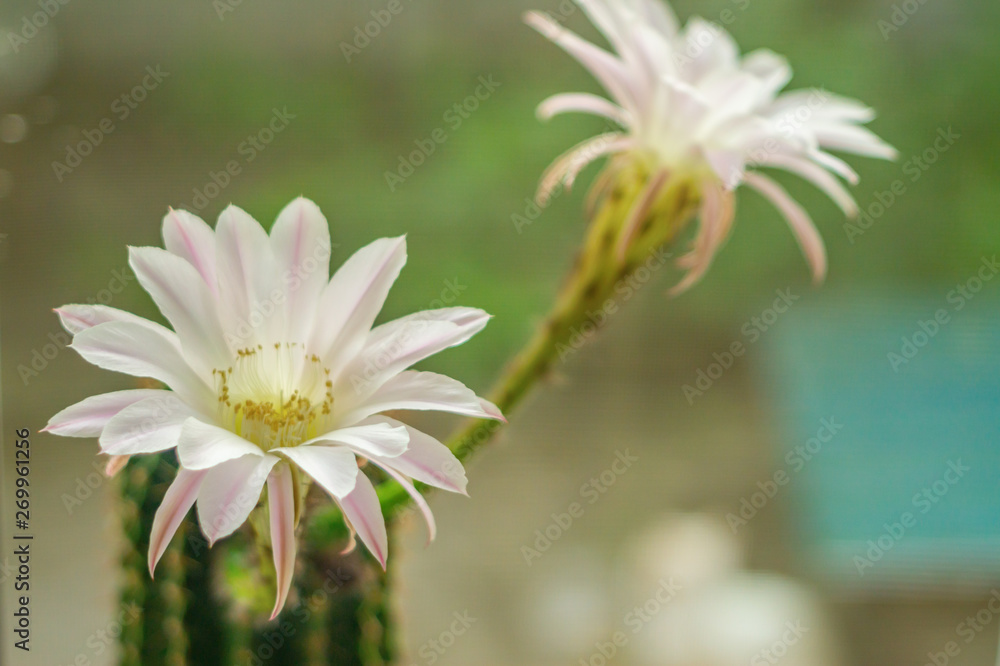 Two flowers a cactus Two flowers a cactus