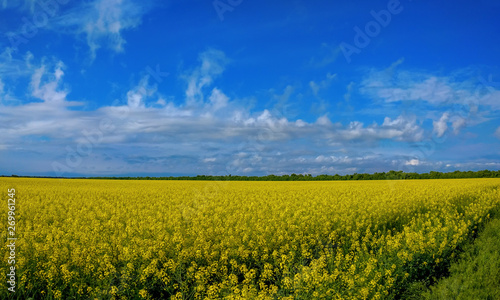 Rapeseed bloom in Ukraine