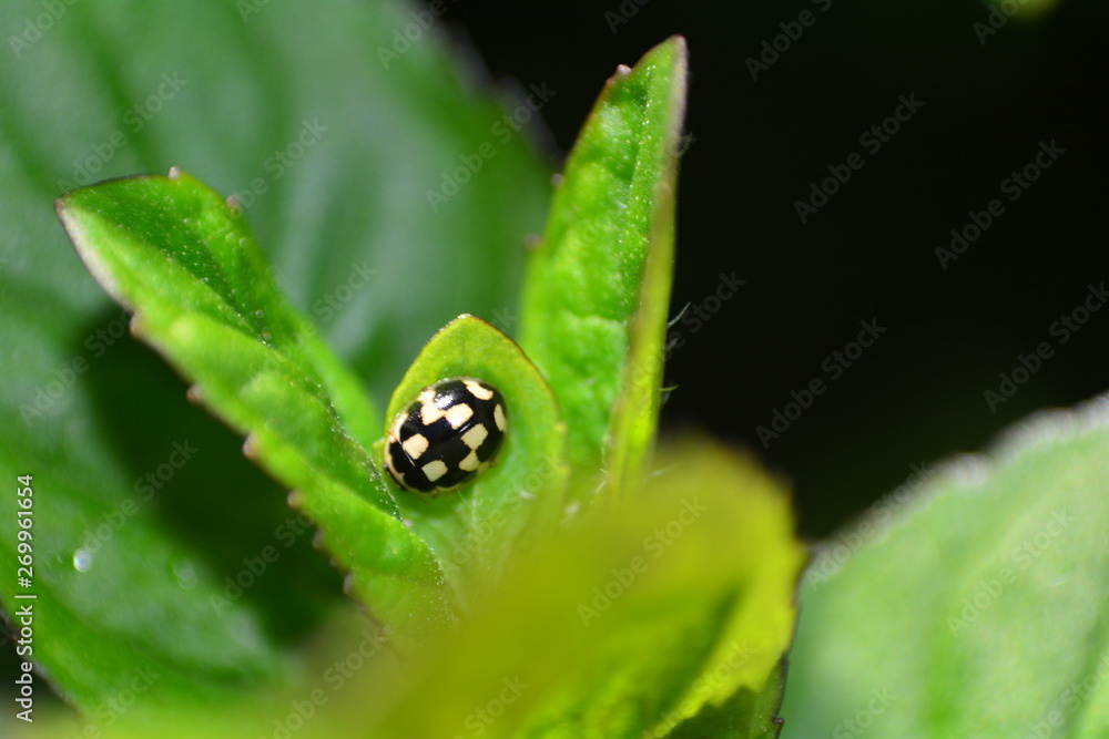 Schwarzer Marienkäfer mit weißen Muster auf grünem Blatt in der freien Natur mit Textfreiraum Schwarzer Marienkäfer mit weißen Muster auf grünem Blatt in der freien Natur mit Textfreiraum
