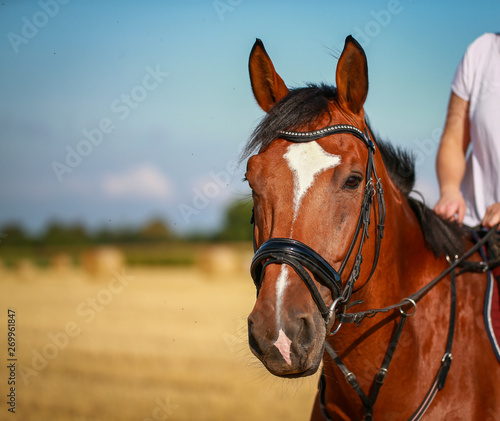Horse in portraits with rider on a stubble field after harvest in summer.. © RD-Fotografie