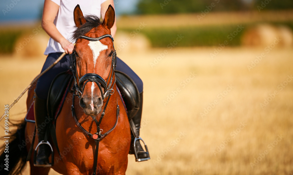 Obraz premium Horse in portraits with rider on a stubble field after harvest in summer..