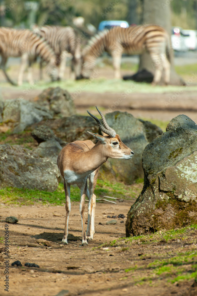 Obraz premium シマウマと警戒しているサファリパークの鹿