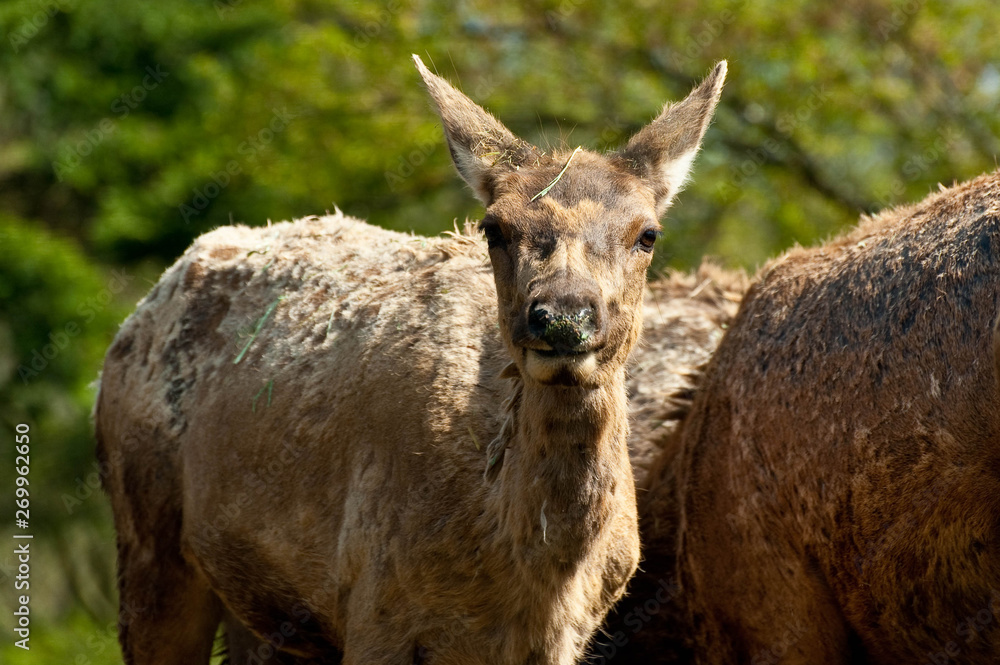 こちらを見ているサファリパークの動物