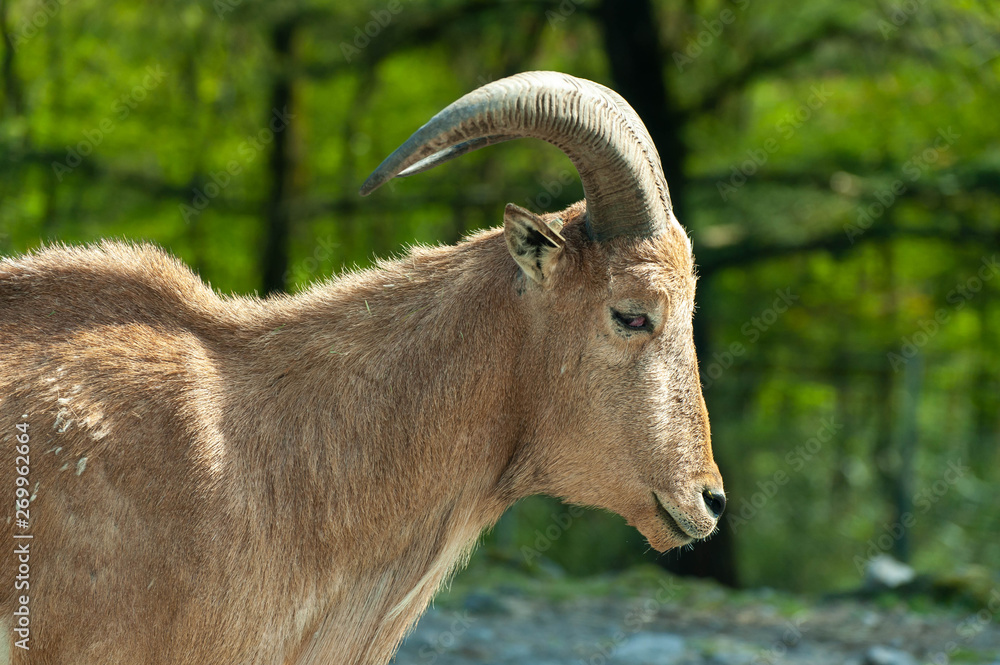 面白い形の角が生えているサファリパークの動物