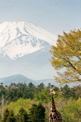 白い雪が積もった富士山とキリン