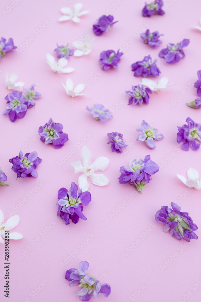 purple and white flowers on pink background purple and white flowers on pink background
