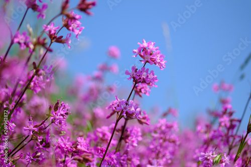 Silene dioica, red campion, catchfly photo