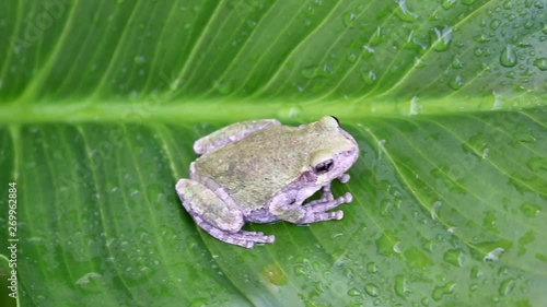 Gray Treefrog (Hyla versicolor) close up photo