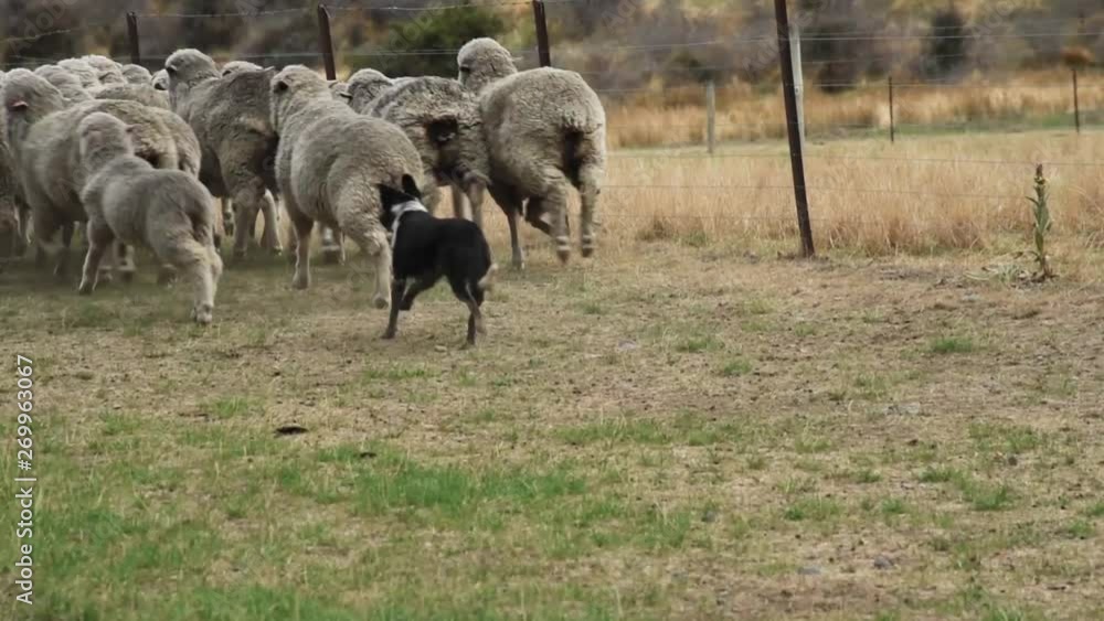 A herd of sheeps chased by shepherd dogs. Close-up static. A herd of sheeps chased by shepherd dogs. Close-up static.