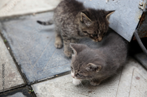 Fototapeta Naklejka Na Ścianę i Meble -  Two adorable kittens playing together.Kittens outdoor.