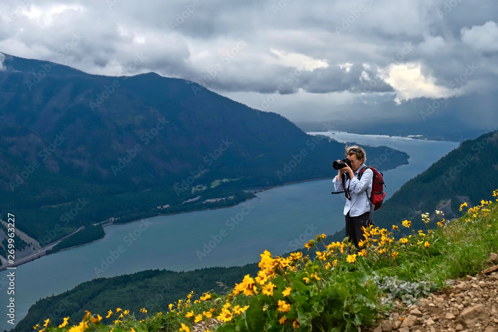 Obraz premium Travel Oregon. Middle age woman hiking and photographing scenic view of Columbia River Gorge in alpine meadows with arnica flowers in full bloom. Portland. Oregon. United States of America.