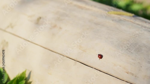 Small and beautiful red ladybug crawling on piece of wood in garden photo