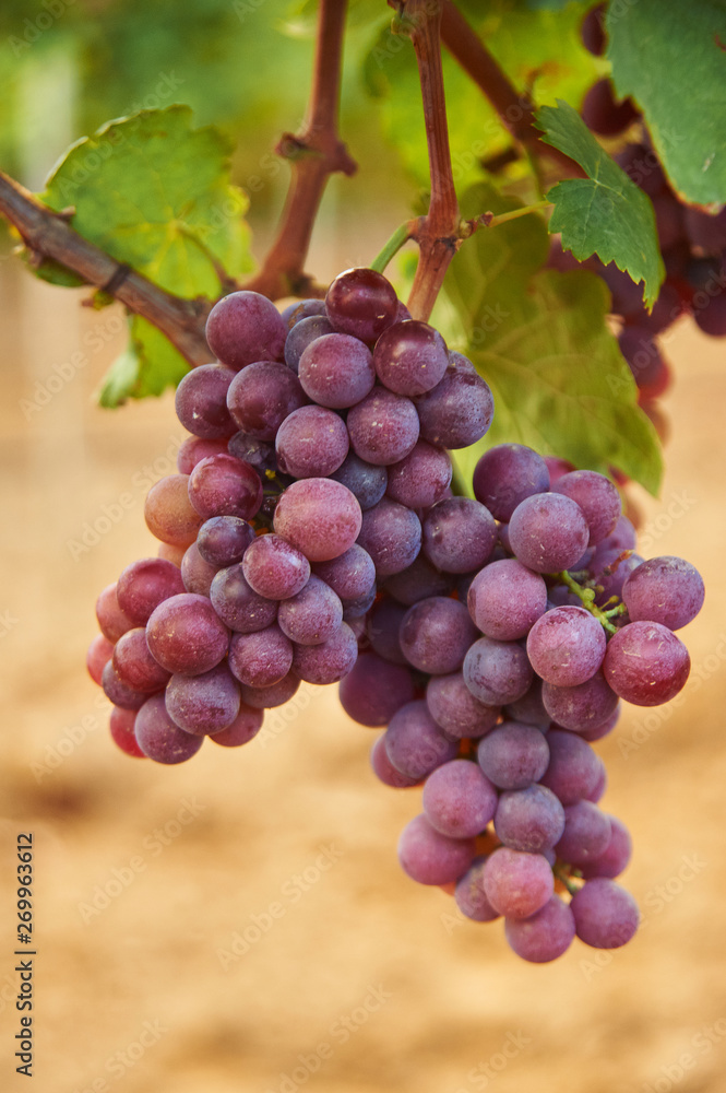 bunch of red grape at vine. ripe pink purple bunch. outdoor country scene. harvesting season concept.