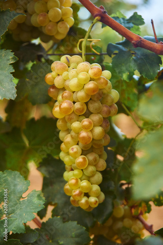 Wallpaper Mural bunch of green grape at vine. outdoor country scene. harvesting season concept Torontodigital.ca