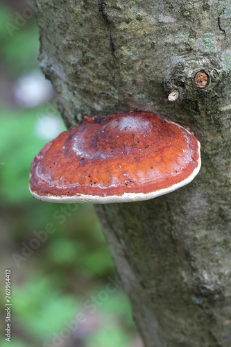 Fomitopsis pinicola, known as the red belt conk or red-belted bracket fungus