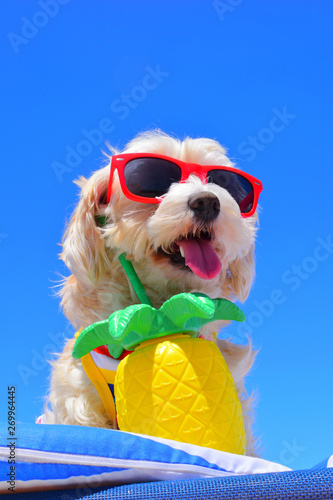 dog with party hat and sunglasses on the beach © Natallia Vintsik