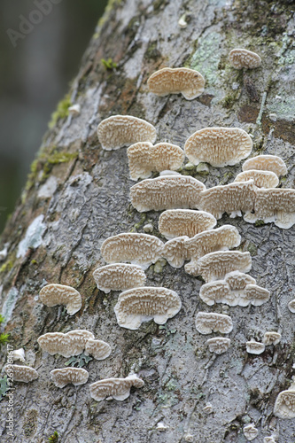 Irpex lacteus, known as the Milk-white Toothed Polypore photo