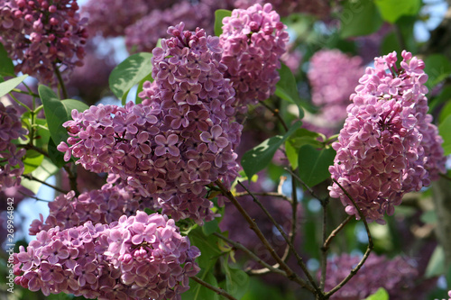 A bunch of lilacs of the 
