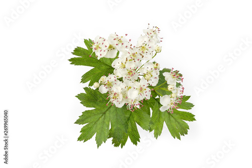Obraz na plátně Flowers of the hawthorn on branch on white background